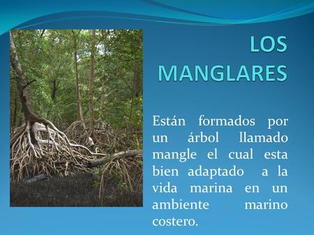 LOS MANGLARES Están formados por un árbol llamado mangle el cual esta bien adaptado a la vida marina en un ambiente marino costero.