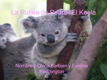 La Rutina de Pedro- El Koala