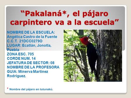 “Pakalaná*, el pájaro carpintero va a la escuela”