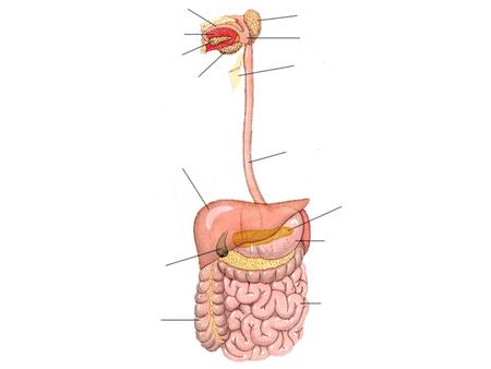El Sistema Digestivo está formado por: 1) Un largo tubo llamado Tubo Digestivo. 2) Las glándulas asociadas a este tubo.
