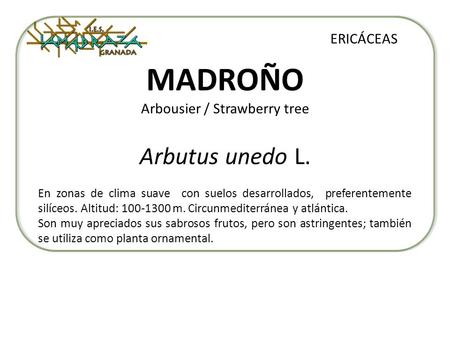 MADROÑO Arbousier / Strawberry tree