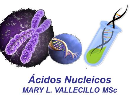 Ácidos Nucleicos MARY L. VALLECILLO MSc.