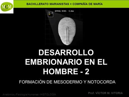 DESARROLLO EMBRIONARIO EN EL HOMBRE - 2
