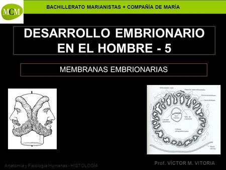 DESARROLLO EMBRIONARIO EN EL HOMBRE - 5