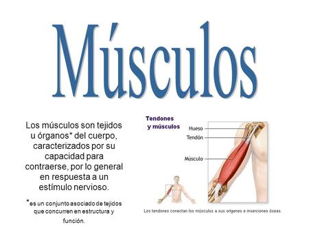 Músculos Los músculos son tejidos u órganos* del cuerpo, caracterizados por su capacidad para contraerse, por lo general en respuesta a un estímulo nervioso.