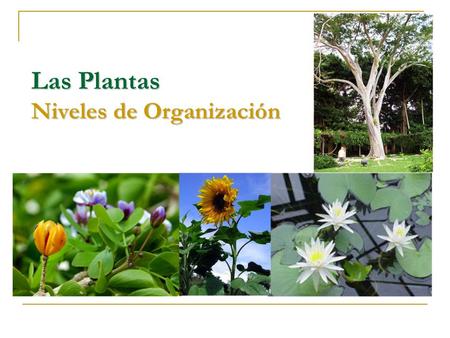Las Plantas Niveles de Organización