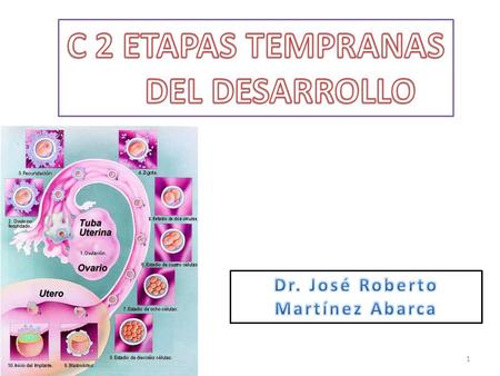 C 2 ETAPAS TEMPRANAS DEL DESARROLLO Dr. José Roberto Martínez Abarca