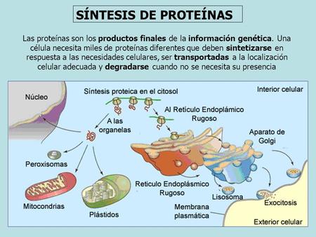 SÍNTESIS DE PROTEÍNAS Las proteínas son los productos finales de la información genética. Una célula necesita miles de proteínas diferentes que deben sintetizarse.