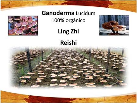 Ganoderma Lucidum 100% orgánico Ling Zhi Reishi.