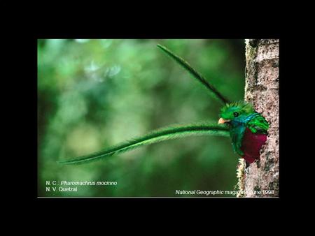 National Geographic magazine June 1998 N. C.: Pharomachrus mocinno N. V. Quetzal.