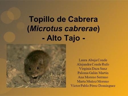 Topillo de Cabrera (Microtus cabrerae) - Alto Tajo -