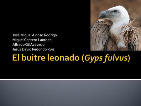 El buitre leonado (Gyps fulvus)
