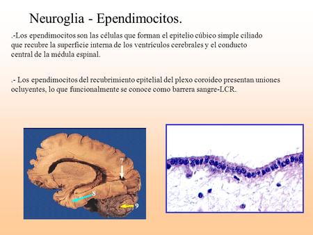 Neuroglia - Ependimocitos.