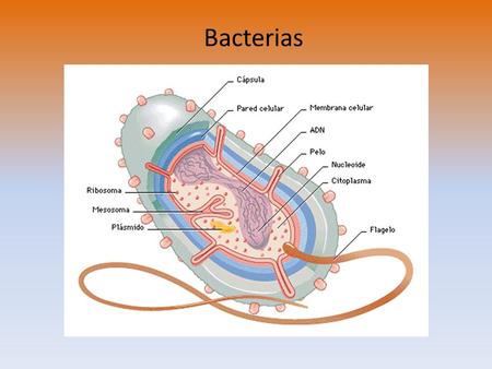 Bacterias.