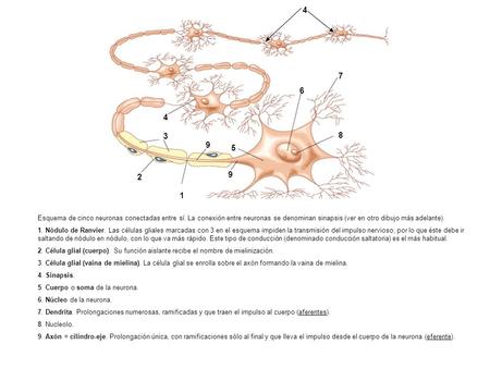 1 2 3 4 5 6 7 8 9 Esquema de cinco neuronas conectadas entre sí. La conexión entre neuronas se denominan sinapsis (ver en otro dibujo más adelante). 1.