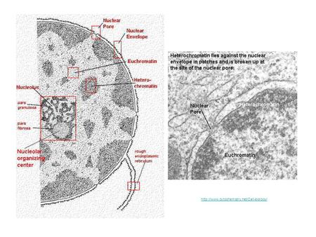 Http://www.cytochemistry.net/Cell-biology/.