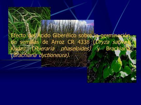 Efecto del Ácido Giberélico sobre la germinación de semillas de Arroz CR 4338 (Oryza sativa), Kudzú (Pueraria phaseloides) y Brachiaria (Brachiaria dyctioneura).