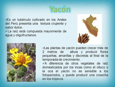 Yacón Es un tubérculo cultivado en los Andes del Perú presenta una textura crujiente y sabor dulce. La raíz está compuesta mayormente de agua y oligofructanos.