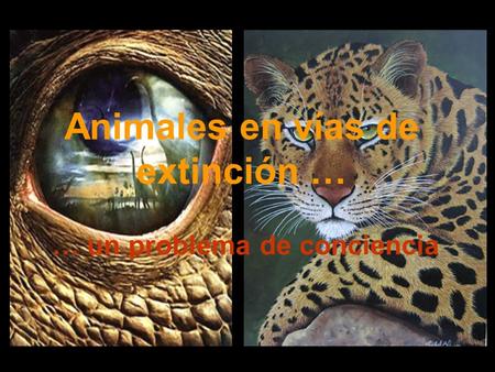 Animales en vías de extinción …