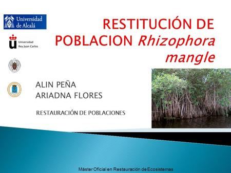 RESTITUCIÓN DE POBLACION Rhizophora mangle