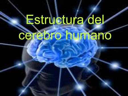 Estructura del cerebro humano