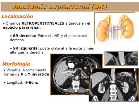 Anatomía suprarrenal (SR)