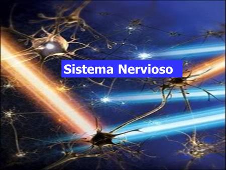 Sistema Nervioso.