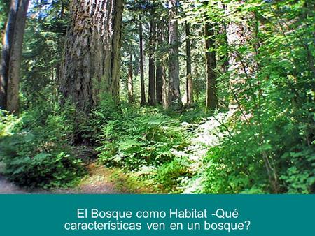 El Bosque como Habitat -Qué características ven en un bosque?