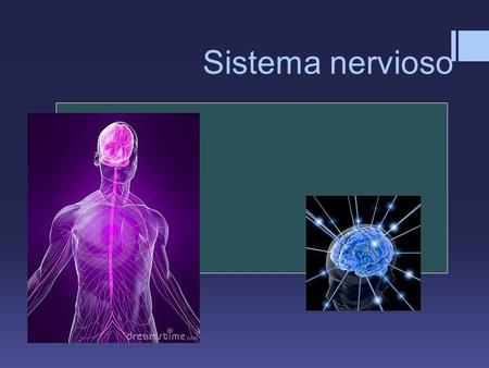 Sistema nervioso.