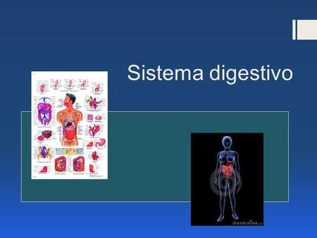 Sistema digestivo.