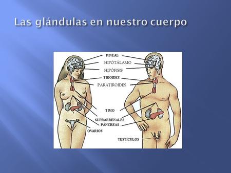 Las glándulas en nuestro cuerpo