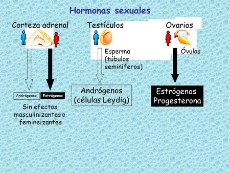 Hormonas sexuales Corteza adrenal Testículos Ovarios Andrógenos