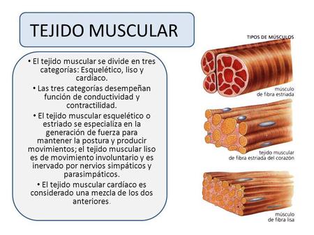 TEJIDO MUSCULAR El tejido muscular se divide en tres categorías: Esquelético, liso y cardíaco. Las tres categorías desempeñan función de conductividad.