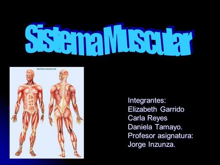 Sistema Muscular Integrantes: Elizabeth Garrido Carla Reyes