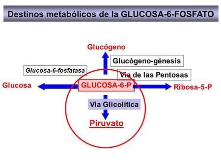 Destinos metabólicos de la GLUCOSA-6-FOSFATO