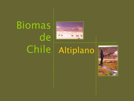 Biomas de Chile Altiplano.