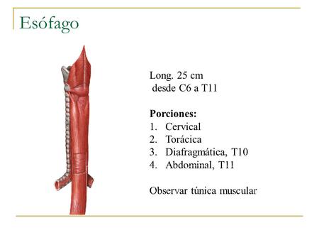 Esófago UACh Long. 25 cm desde C6 a T11 Porciones: Cervical Torácica