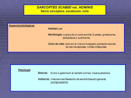 SARCOPTES SCABIEI var. HOMINIS Sarna sarcóptica, escabiosis, roña