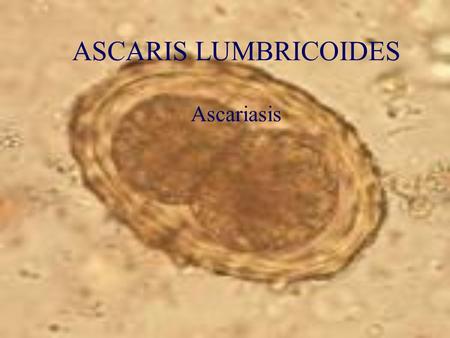 ASCARIS LUMBRICOIDES Ascariasis