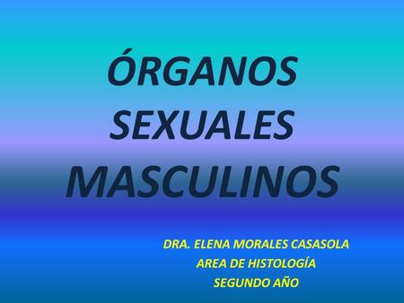 ÓRGANOS SEXUALES MASCULINOS