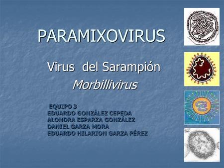 Virus del Sarampión Morbillivirus