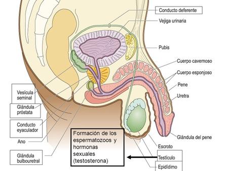 Formación de los espermatozoos y hormonas sexuales (testosterona)