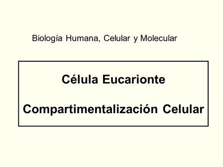 Célula Eucarionte Compartimentalización Celular