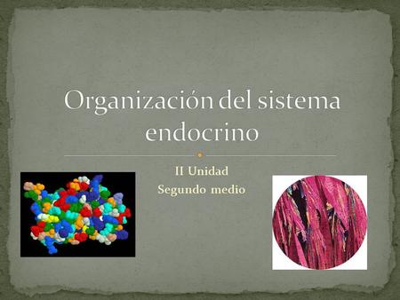 Organización del sistema endocrino
