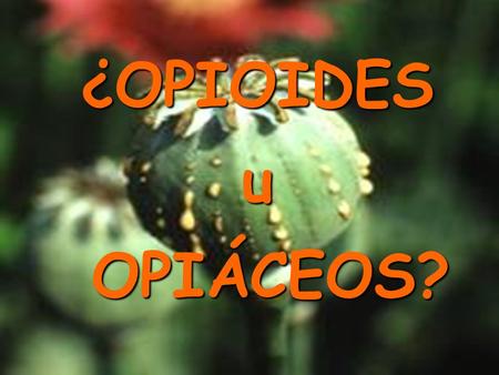 ¿OPIOIDES u OPIÁCEOS? Los opioides son un grupo de fármacos, derivados o no del opio, con una afinidad selectiva por los receptores opioides, es decir.