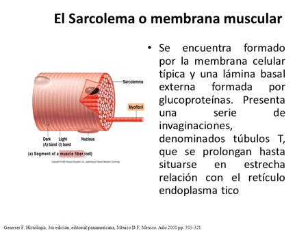 El Sarcolema o membrana muscular