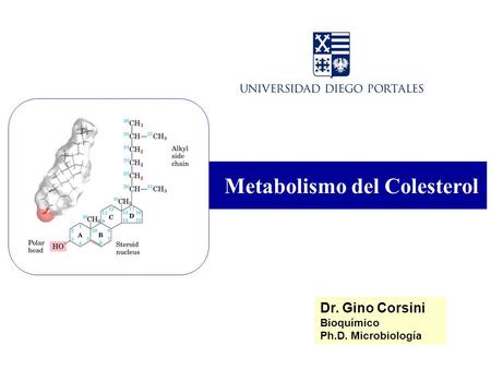Metabolismo del Colesterol