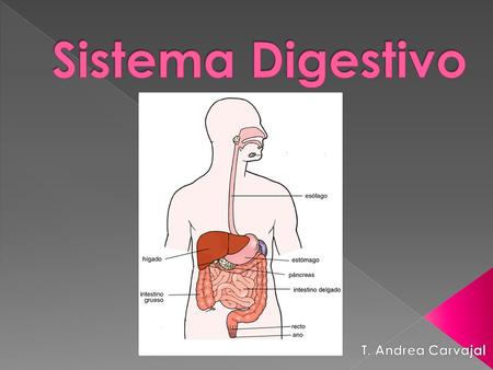 Sistema Digestivo T. Andrea Carvajal.