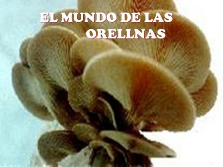 EL MUNDO DE LAS ORELLNAS