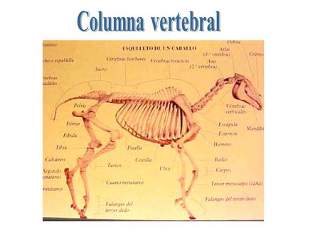 Columna vertebral.
